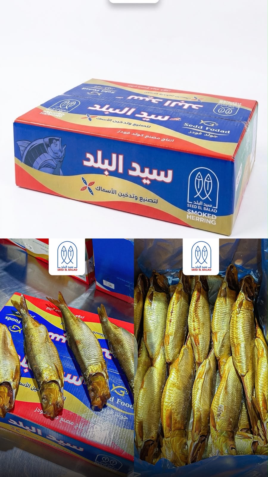 رنجة هولندية ابيض - 25 سمكة