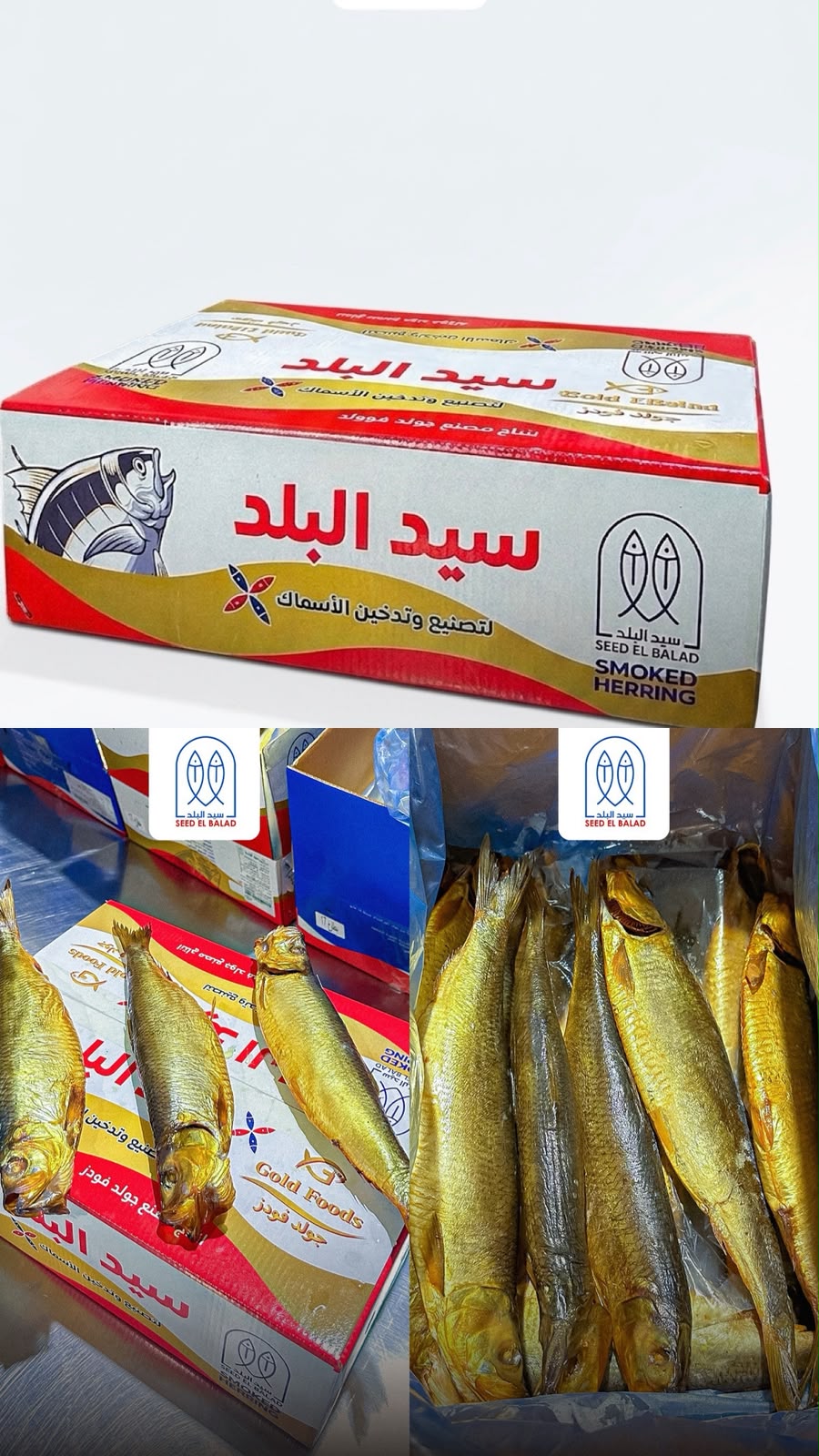 رنجة آيسلندية - 17 سمكة